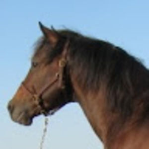 Meet your Posher, Joan